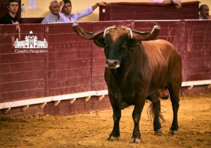 SENSACIONAL CORRIDA MISTA 2 AGOSTO 2018 (29)