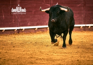 SENSACIONAL CORRIDA MISTA 2 AGOSTO 2018 (39)