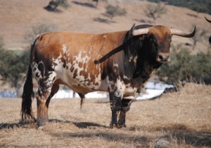 Murteira Grave -  12 General