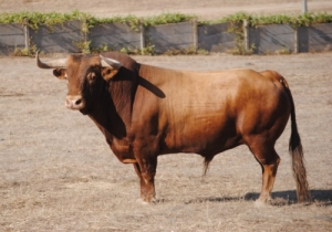 Murteira Grave -  31 Sandokan