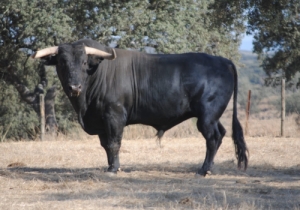 Murteira Grave -  43 Enfurruñado 2