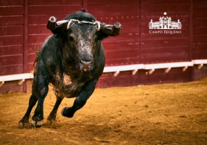 DESPEDIDA DE PADILLA DA AFICION PORTUGUESA 20-09-2018 (6)