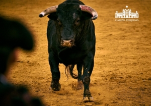 DESPEDIDA DE PADILLA DA AFICION PORTUGUESA 20-09-2018 (54)