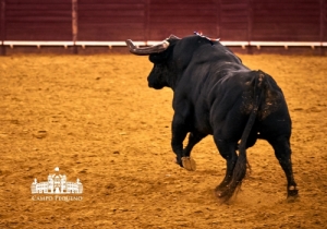 GALA À ANTIGA PORTUGUESA 2018 (1)