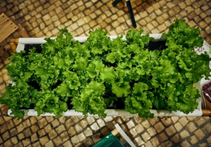 20190309 GOURMET CPQ0354
