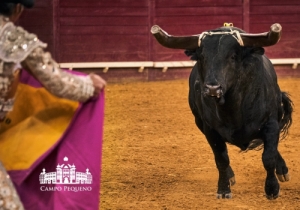 20190412 CPQ.CORRIDA.FH0006