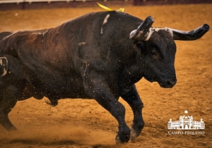 20190412 CPQ.CORRIDA.FH0050