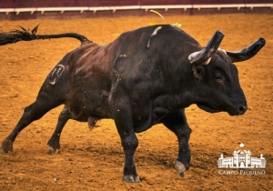 20190412 CPQ.CORRIDA.FH0053