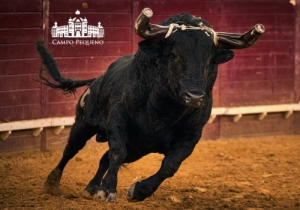 20190412 CPQ.CORRIDA.FH0097