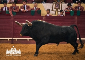20190412 CPQ.CORRIDA.FH0240