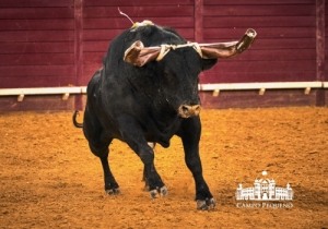 20190412 CPQ.CORRIDA.FH0248