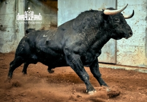 Nº 29