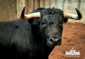 Toiros Romão Tenório