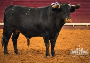 20190516 CPQ.CORRIDA.FH0035