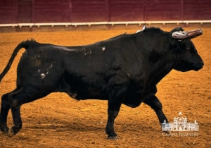20190518 CPQ.CORRIDA.FH0001