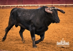 20190518 CPQ.CORRIDA.FH0023
