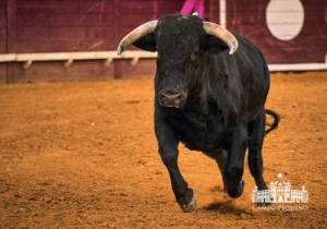 20190518 CPQ.CORRIDA.FH0052