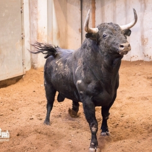 Toiros de Varela Crujo