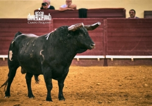 20190606 CPQ.CORRIDA.FH0022