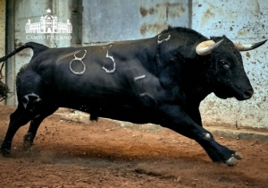 83 Avestruz - 520Kg