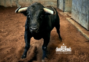 86 Faisão - 554Kg