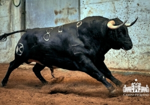 89 Costureiro I - 526Kg