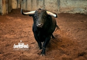 90 Andorinho - 518Kg
