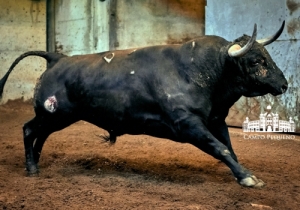 91 Bambi - 556Kg