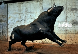 93 Camarão - 542Kg