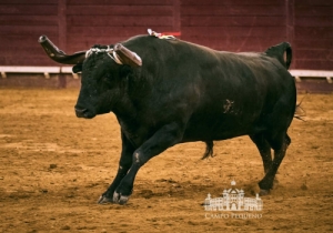 20190711 CPQ.CORRIDA.FH0011