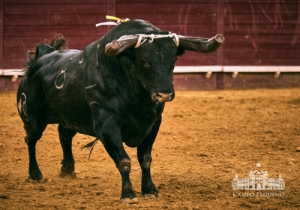 20190711 CPQ.CORRIDA.FH0045