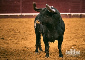 20190711 CPQ.CORRIDA.FH0143