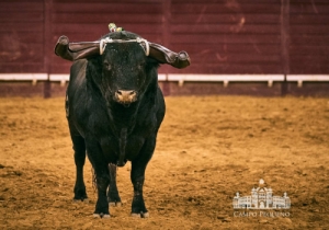 20190711 CPQ.CORRIDA.FH0187