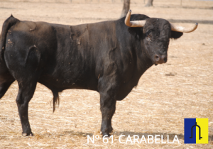 Murteira Grave nº61 Carabella