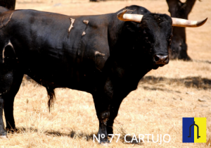 Murteira Grave nº77 Cartujo