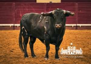 20190725 CPQ.CORRIDA.FH0097