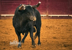 20190808 CPQ.CORRIDA.FH0052