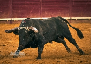 20190808 CPQ.CORRIDA.FH0085