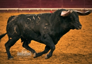 20190808 CPQ.CORRIDA.FH0096