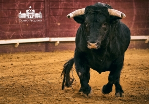 20190823 CPQ.CORRIDA.FH0099