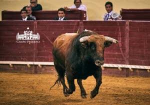 20190823 CPQ.CORRIDA.FH0132