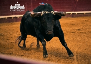 20190905 CPQ.CORRIDA.FH0071