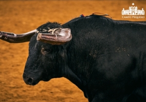 20190905 CPQ.CORRIDA.FH0238