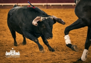 20190905 CPQ.CORRIDA.FH0279