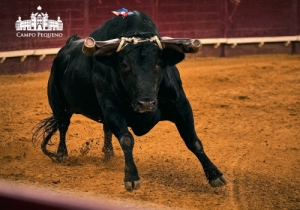 20190905 CPQ.CORRIDA.FH0071