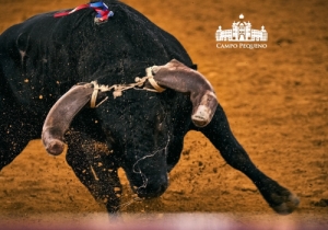 20190905 CPQ.CORRIDA.FH0132