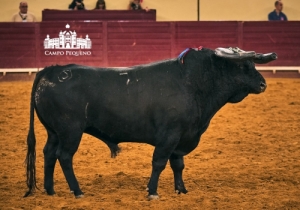 20190905 CPQ.CORRIDA.FH0185