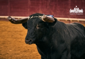 20190905 CPQ.CORRIDA.FH0236