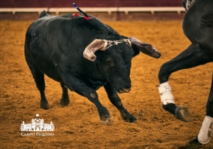 20190905 CPQ.CORRIDA.FH0279